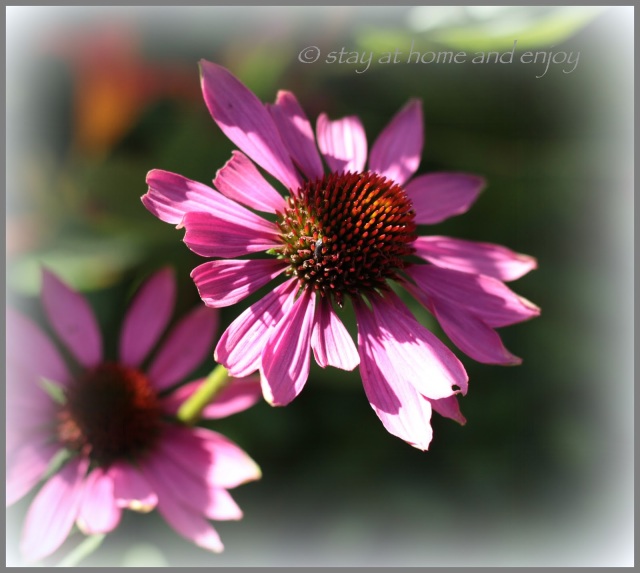 Echinacea - stay at home and enjoy